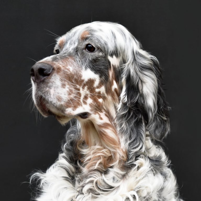 Edward our dogs.jpg